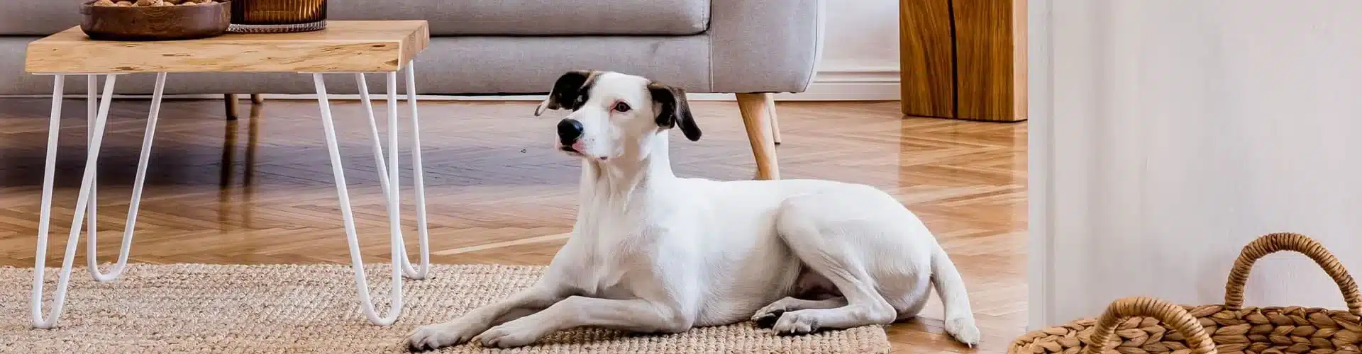 Pet-Friendly Accommodations